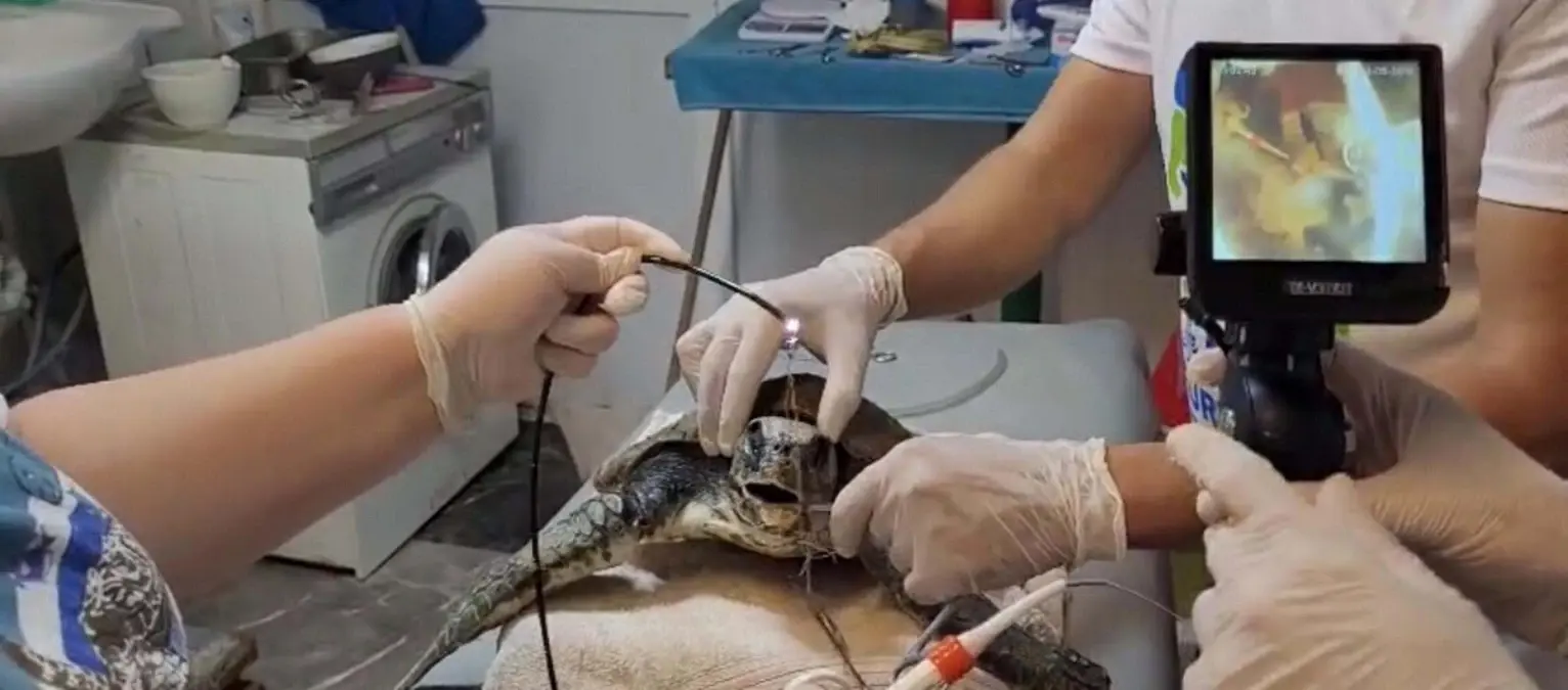 akyakada-yarali-caretta-caretta-kurtarildi-5OZHKEMh.jpg