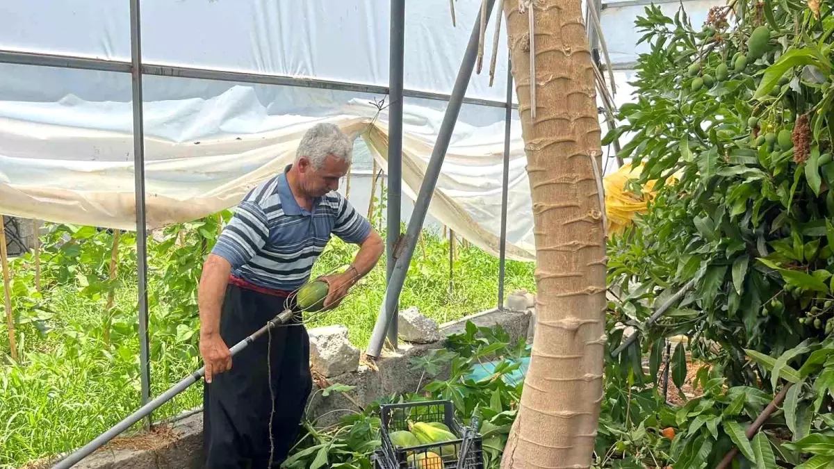 antalyanin-alanya-ilcesinde-papaya-hasadi-basladi-zf6uWpr6.jpg