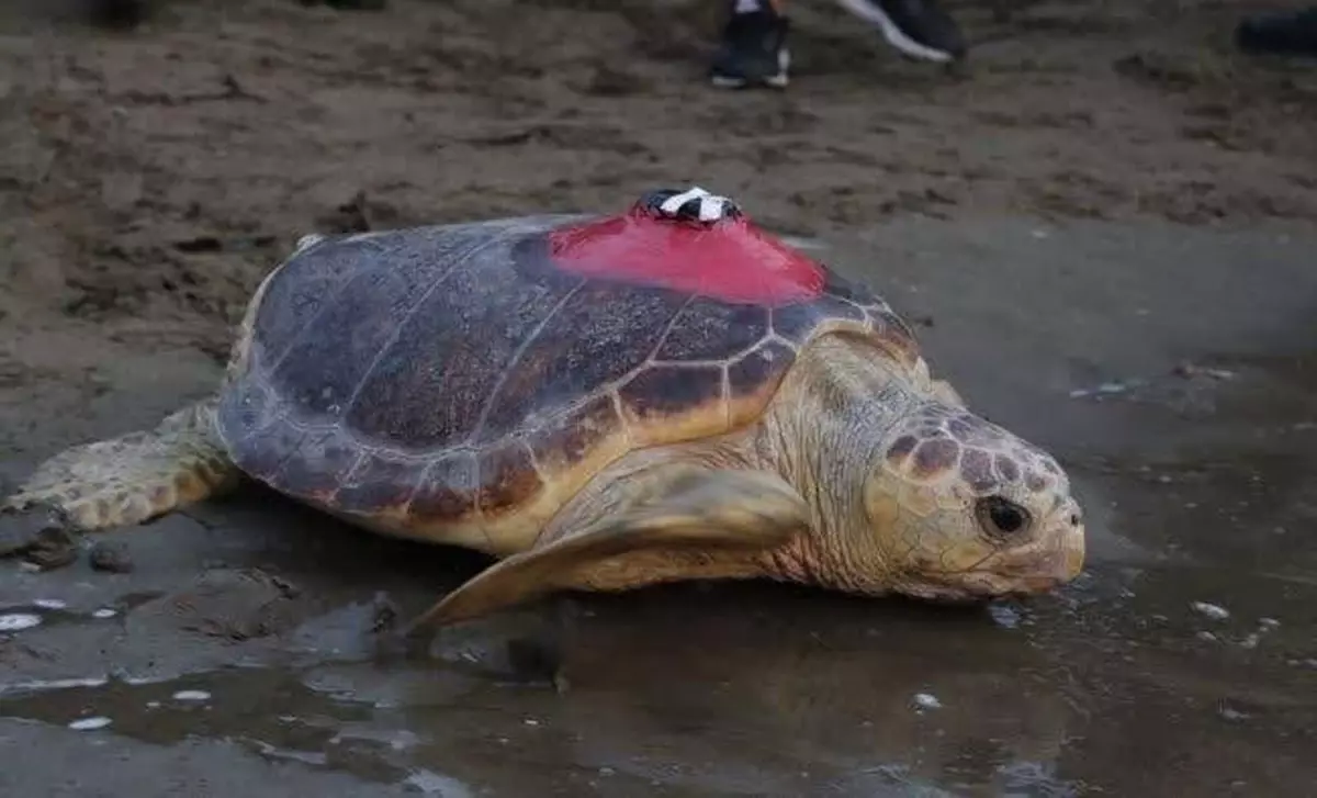tubanin-donusu-yarali-caretta-caretta-iztuzu-plajina-yuvaladi-L4VSRd6s.jpg