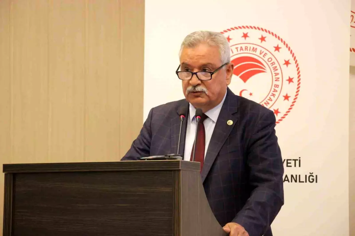 incir-agaclari-da-zeytin-uzere-korunmali-SjbJsHBX.jpg