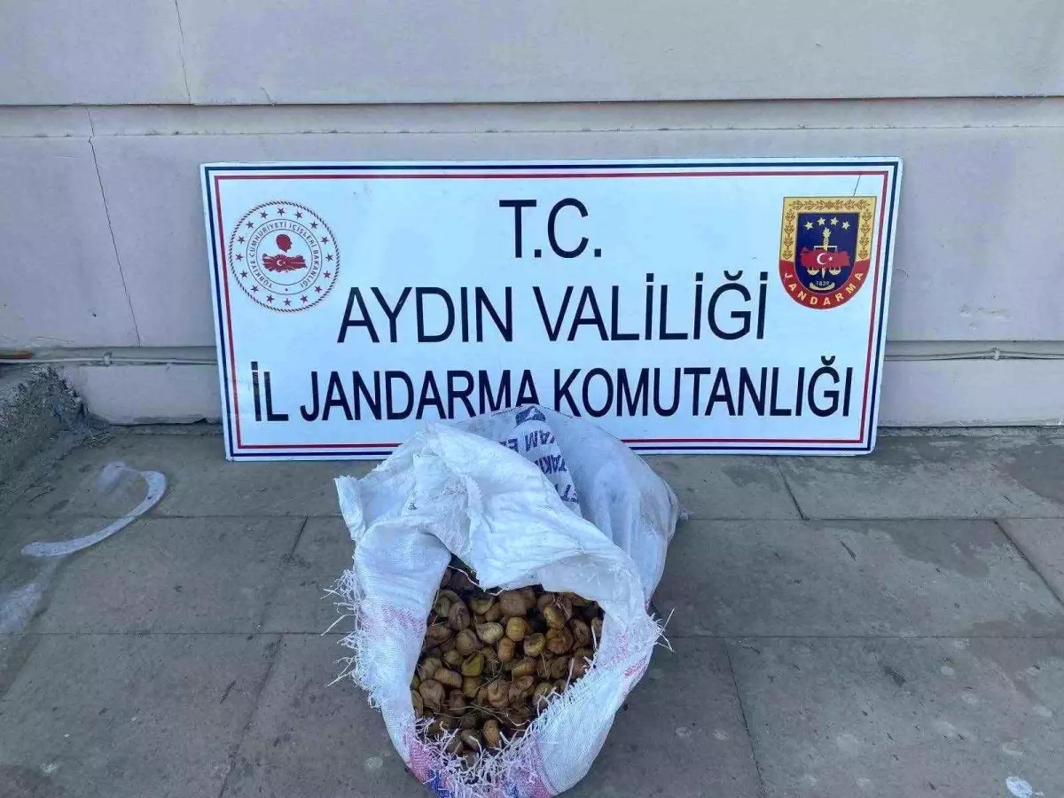 incir-hirsizlari-jandarma-tarafindan-yakalandi-hXlXU6NK.jpg
