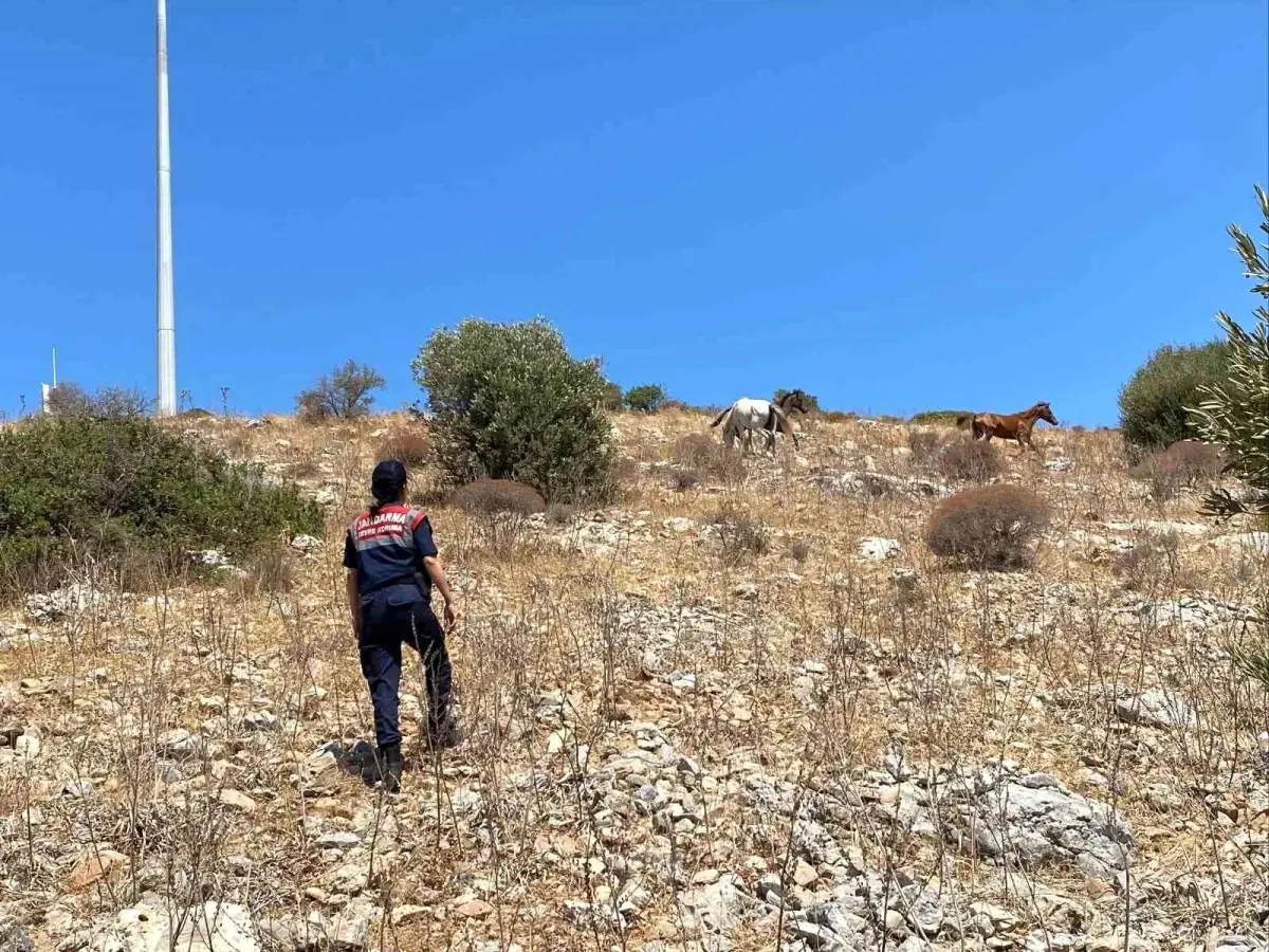 kusadasi-dilek-yarimadasinda-yaban-hayati-kontrolu-yapildi-9LuT7qfF.jpg