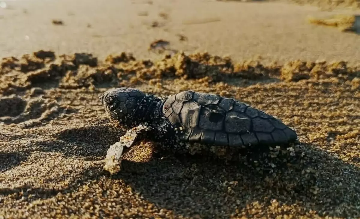 kusadasinda-caretta-caretta-yavrulari-denizle-bulustu-pK46HcgX.jpg
